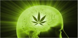 Alzherimer cannabis protezione
