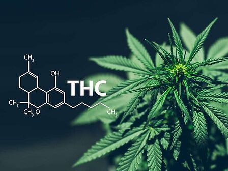 THC: le risposte alle domande frequenti