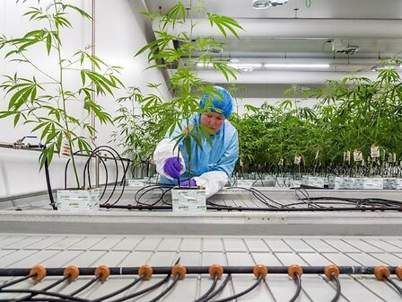 Dal laboratorio al paziente: dentro Bedrocan, che ha cambiato il mercato globale della cannabis medica