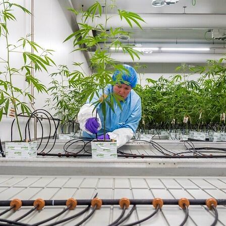 Dal laboratorio al paziente: dentro Bedrocan, che ha cambiato il mercato globale della cannabis medica