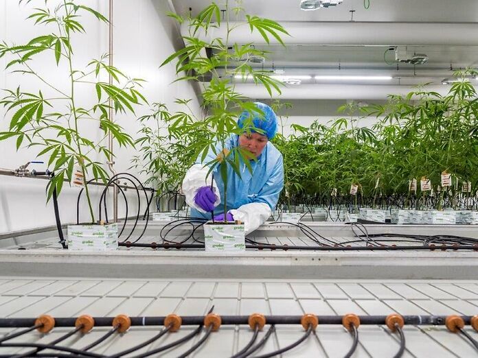 Dal laboratorio al paziente: dentro Bedrocan, che ha cambiato il mercato globale della cannabis medica