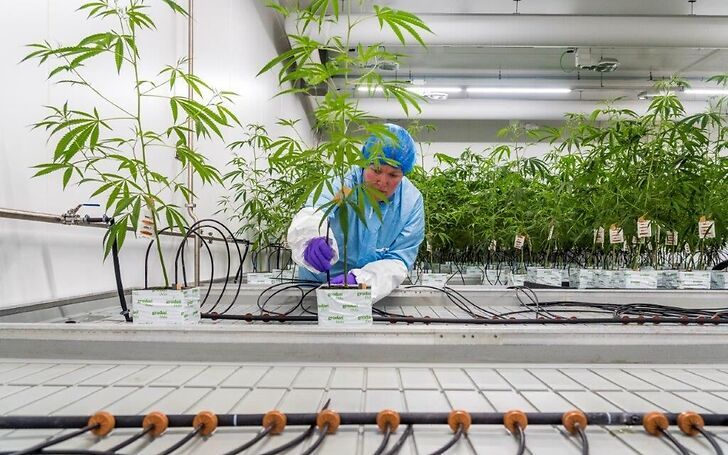Dal laboratorio al paziente: dentro Bedrocan, che ha cambiato il mercato globale della cannabis medica