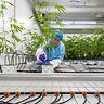 Dal laboratorio al paziente: dentro Bedrocan, che ha cambiato il mercato globale della cannabis medica