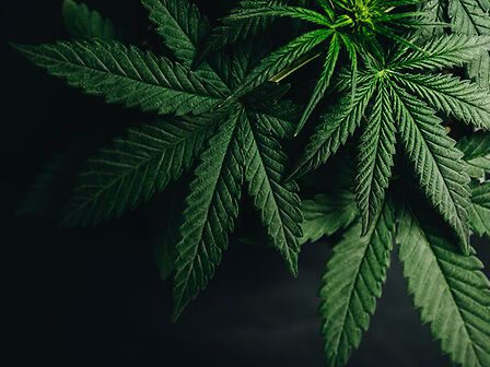 Una scoperta nascosta nelle foglie: i flavoalcaloidi della cannabis