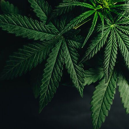 Una scoperta nascosta nelle foglie: i flavoalcaloidi della cannabis