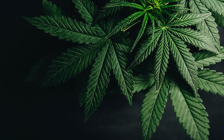 Una scoperta nascosta nelle foglie: i flavoalcaloidi della cannabis