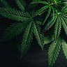 Una scoperta nascosta nelle foglie: i flavoalcaloidi della cannabis