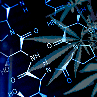 Nuovo studio scopre il CBD come modulatore allosterico negativo per i recettori CB1