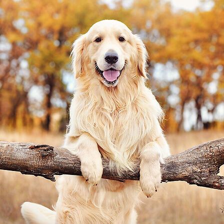 CBD per i cani: un aiuto contro l'aggressività