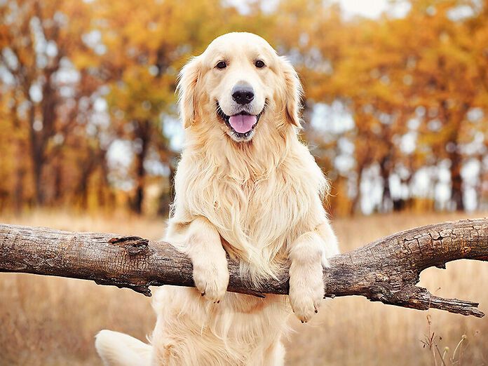 CBD per i cani: un aiuto contro l'aggressività