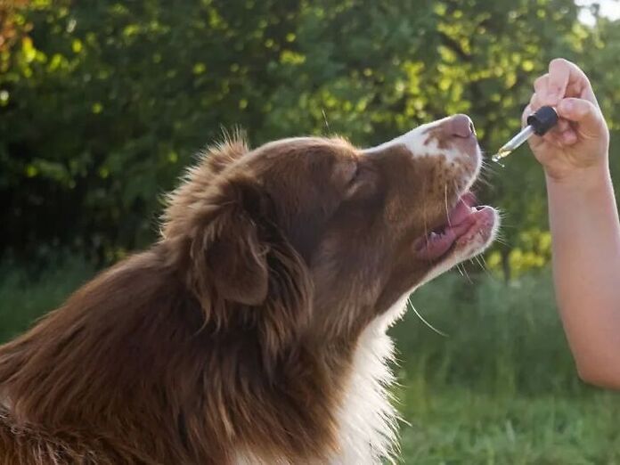 Cani, epilessia e cannabis: lo stato dell&#039;arte della ricerca scientifica