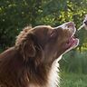 Cani, epilessia e cannabis: lo stato dell&amp;#039;arte della ricerca scientifica