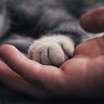 Cannabis e animali: le nuove frontiere della terapia veterinaria