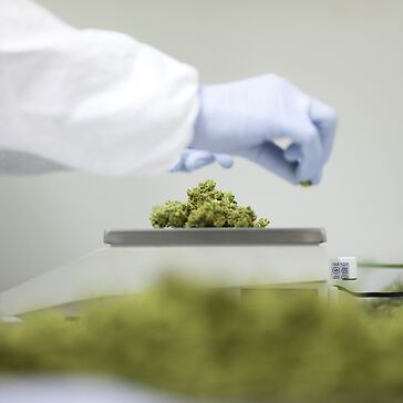 Cannabis in farmacia: buone pratiche per la dispensazione