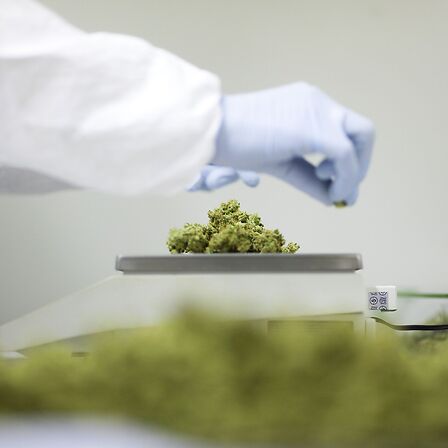 Cannabis in farmacia: buone pratiche per la dispensazione