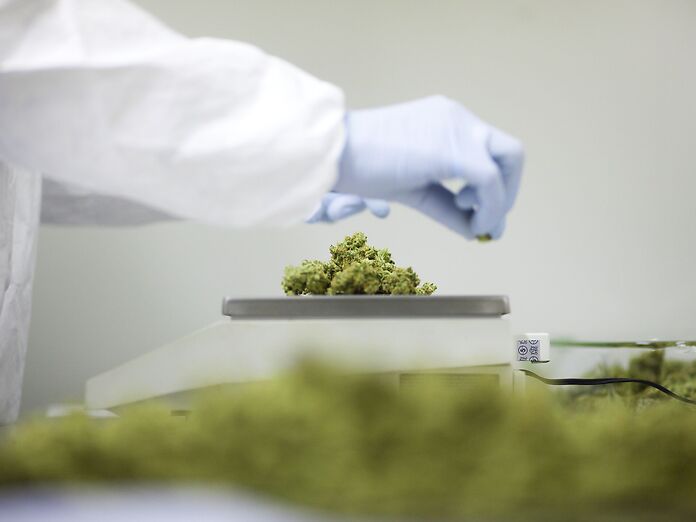 Cannabis in farmacia: buone pratiche per la dispensazione