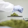 Cannabis in farmacia: buone pratiche per la dispensazione