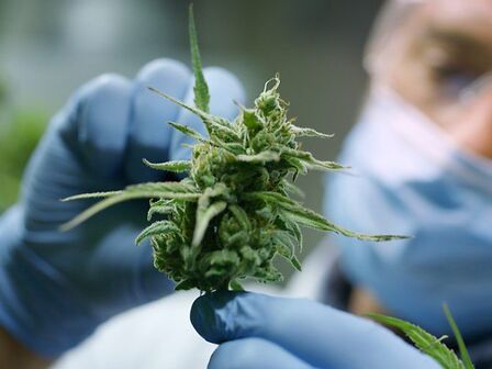 Cannabis: pubblicata la monografia nella farmacopea europea