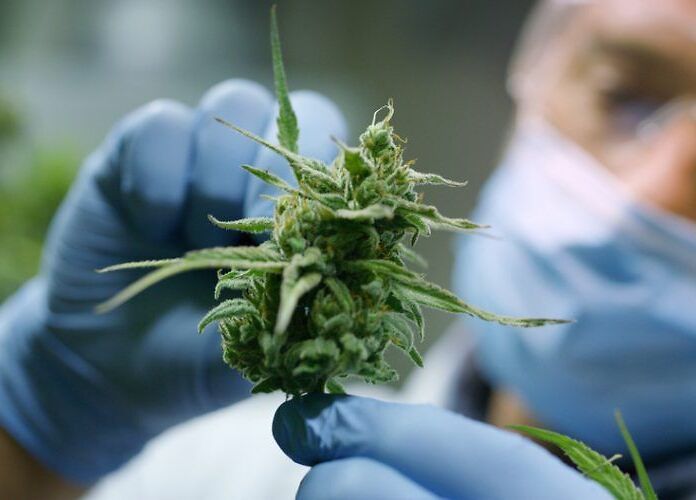 Cannabis: pubblicata la monografia nella farmacopea europea