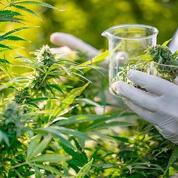 Cannabis terapeutica: cosa significa standardizzazione e perché è importante per il paziente
