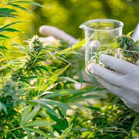 Cannabis terapeutica: cosa significa standardizzazione e perché è importante per il paziente