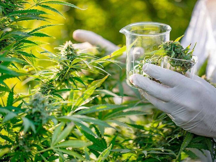 Cannabis terapeutica: cosa significa standardizzazione e perché è importante per il paziente