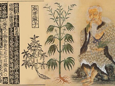 Cannabis terapeutica tra storia e futuro