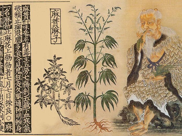 Cannabis terapeutica tra storia e futuro