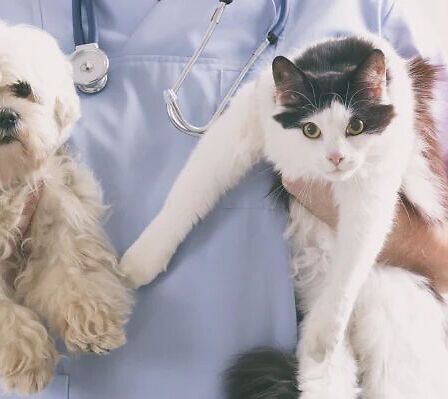 Cannabis in veterinaria: una terapia efficace che conquista fiducia