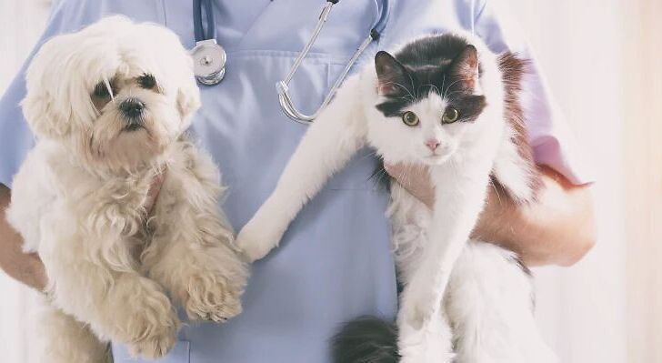Cannabis in veterinaria: una terapia efficace che conquista fiducia