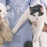 Cannabis in veterinaria: una terapia efficace che conquista fiducia