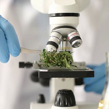 Dalla ricerca italiana un nuovo cannabinoide: scoperto il cannabizetolo (CBGD)