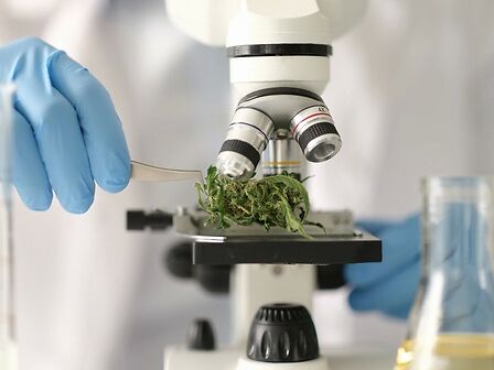 Dalla ricerca italiana un nuovo cannabinoide: scoperto il cannabizetolo (CBGD)