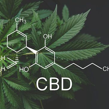 CBD e capacità riproduttiva: cosa c’è nel dossier ECHA e perché è importante
