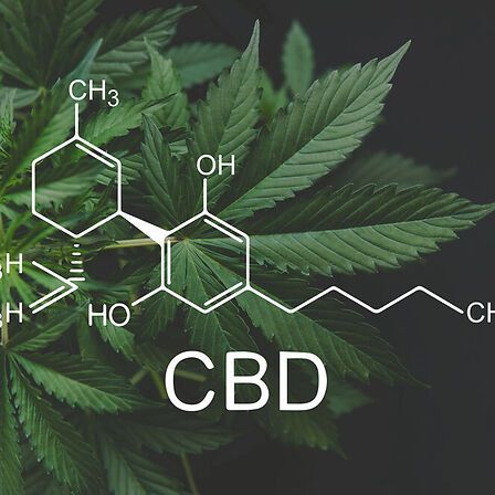 CBD e capacità riproduttiva: cosa c’è nel dossier ECHA e perché è importante