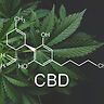 CBD e capacità riproduttiva: cosa c’è nel dossier ECHA e perché è importante