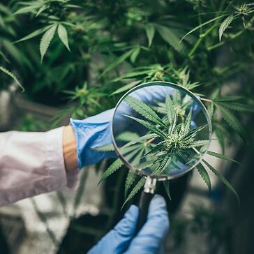 CBG, CBN e altri: la rivoluzione silenziosa dei cannabinoidi minori