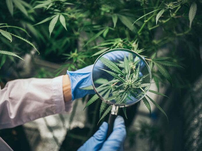 CBG, CBN e altri: la rivoluzione silenziosa dei cannabinoidi minori