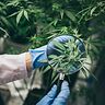 CBG, CBN e altri: la rivoluzione silenziosa dei cannabinoidi minori