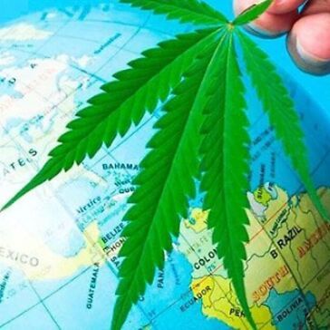 Cannabis terapeutica in Italia: il servizio Clinn per turisti e pazienti stranieri