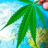 Cannabis terapeutica in Italia: il servizio Clinn per turisti e pazienti stranieri