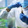 Costo della cannabis in Farmacia: da cosa dipende?