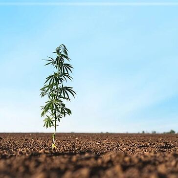 Approvato il decreto sicurezza: la cannabis light diventa illegale