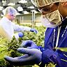 Come si produce un estratto industriale di cannabis?