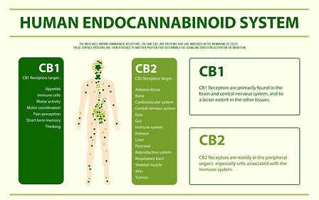 Il sistema endocannabinoide si attiva con l&amp;#039;esercizio fisico riducendo il dolore