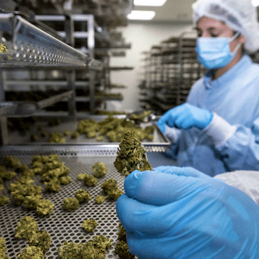 Cannabis in farmacia: la nuova varietà di Linneo Spagna