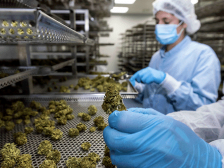 Cannabis in farmacia: la nuova varietà di Linneo Spagna