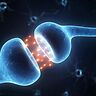 PEA: l&amp;#039;endocannabinoide che aiuta il sistema immunitario, contrasta il dolore e protegge il cervello