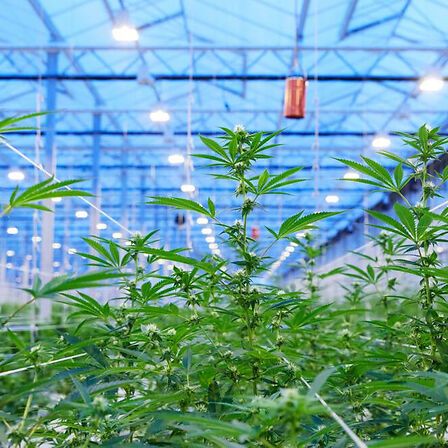 Il Portogallo potrebbe diventare l&amp;#039;hub europeo della cannabis medica