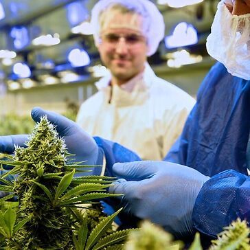 Le infiorescenze di cannabis medica di Tilray saranno presto disponibili per il mercato italiano